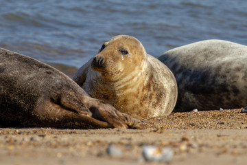 Naklejka premium Seals at the Seal Colony on the beach at Horsey, Norfolk