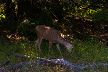 Deer in  Forest