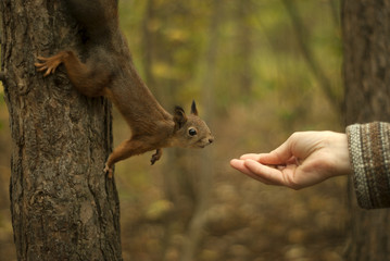 young red eurasian squirrel sitting on a tree curiously reaching for a woman's hand