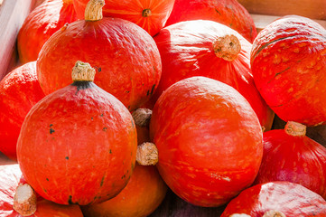 Kürbis, Sun Spot, Potimarron, Uchiki Kuri, Hokkaido, Cucurbits Maxima, Speisekürbis, Knirps,...