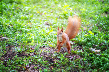 Squirrel in a green forest