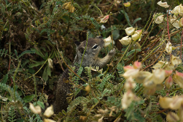 Obraz premium Squirrel eating