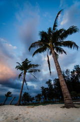 Palm trees on a beach in Thailand