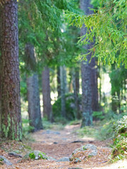 Naklejka premium Spruce forest. Pathway among old coniferous trees in forest. Karelia, Russia. Boulders, tree roots
