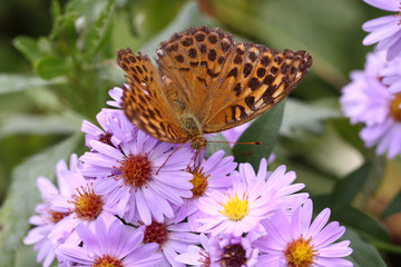 Beautiful butterfly   drinks the nectar of purple asters.