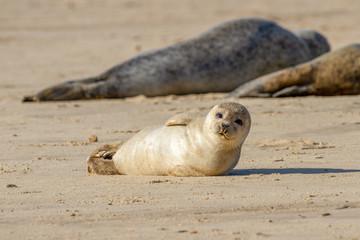 Seal pup on the beach as part of the seal colony at Horsey, Norfolk