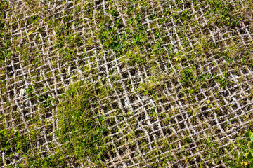 burlap net against grass growth. close up.