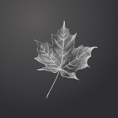 Hand Drawn Maple Leaf Sketch Symbol isolated on chalkboard. Vector Autumn Element In Trendy Style