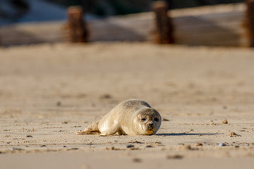 Seal pup on the beach as part of the seal colony at Horsey, Norfolk