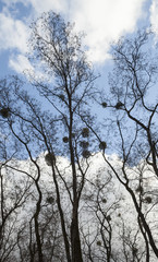 Bare trees