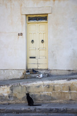 Black cat watching three pigeons in front of a house door with the number 12 in Birgu, Malta