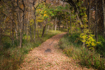 Hiking trail in autumn woods.