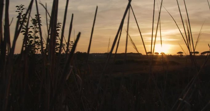 Tramonto rosso fuoco dietro delle siepi