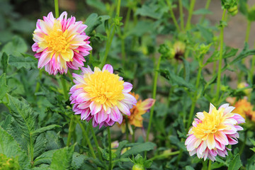 dahlias