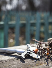 Pruning shears and cut branches