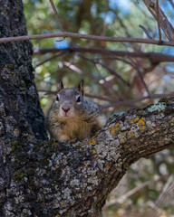 Squirrel In Tree looking at Camera