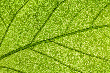 Tree leaf.