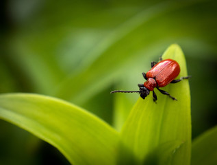 beetle on a leaf