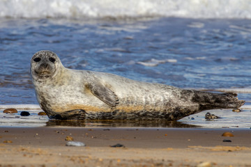 Seals at the Seal Colony on the beach at Horsey, Norfolk