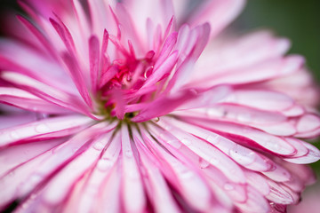 Pink daisy with drops of dew