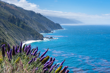 Purple Flowers by Ocean
