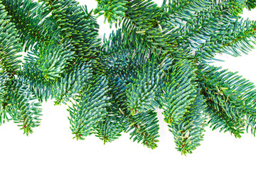 Christmas fir tree branches on white background