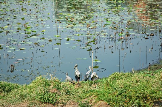 Group of Anastomus oscitans or Ciconiidae at lake in a nature wild