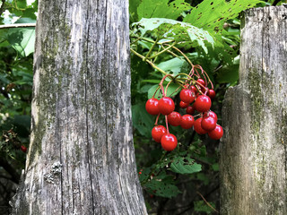 Sprig with red berries of viburnum in the garden near the old fence.