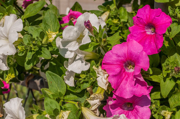 Białe i różowe kwiatki domowe