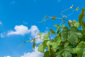 Zielone liście winogrona na tle niebieskiego nieba © olekgraf