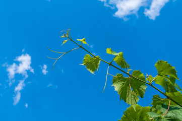 Zielone liście winogrona na tle niebieskiego nieba - obrazy, fototapety, plakaty