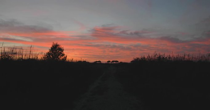 Tramonto rosso fuoco dietro delle siepi