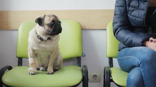 Sick dog pug with bandaged paw in line at veterinary clinic, the girl strokes and pities the dog
