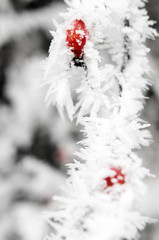 Vereiste Plfanze - 001