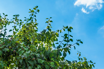 Fototapeta na wymiar Zielone liście drzewa na tle niebieskiego nieba