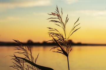Reed on the background of a sunset