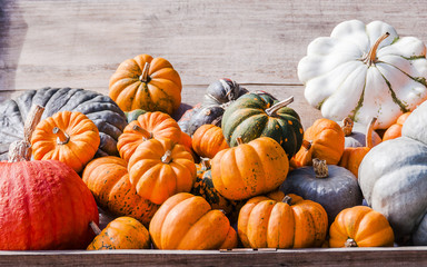 Kürbisse, Cucurbita, Speisekürbis, Herbst, Herbstmarkt, Herbstgemüse, Kürbisernte, Kürbisbauer, Schweiz