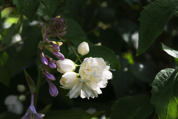 Chubushnika or jasmine bloom