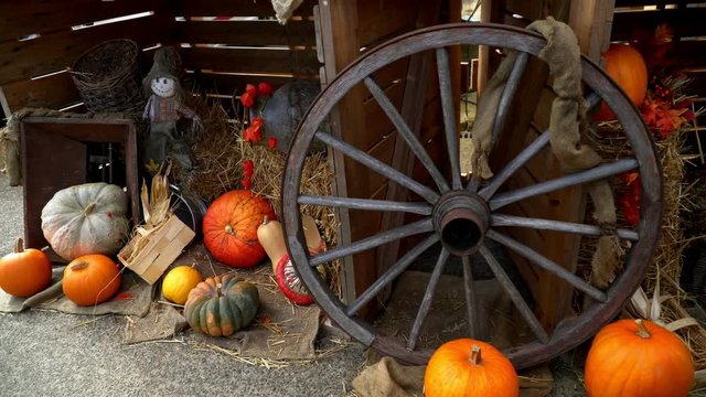 Germany. Lich Hesse. Pumkin Vestival. Pumpkin on the background of old rustical equipment
