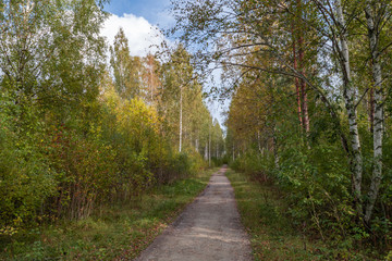 road to birch grove