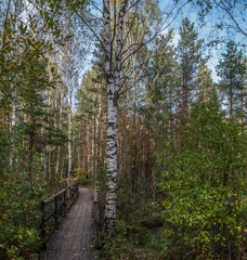 bridge over the creek in autumn