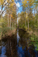 forest stream in early autumn
