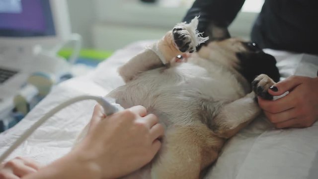Sick pug dog is on ultrasound diagnosis in a veterinary clinic.