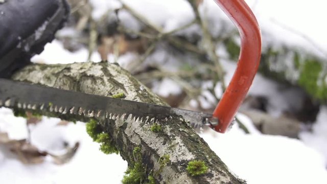 Loop of SLOW MOTION: Cutting down tree with a saw