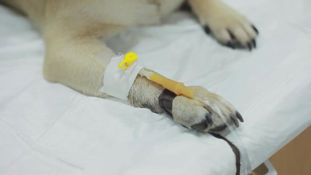 Catheter in the paw. Pug dog in a veterinary clinic