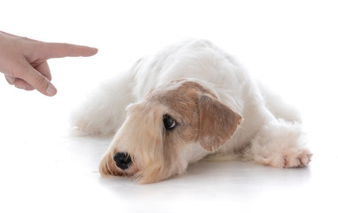 woman teaching dog to stay