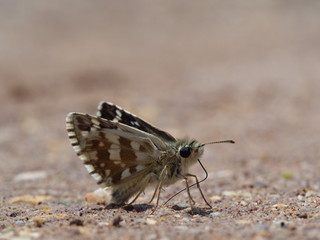 colored moth butterfly