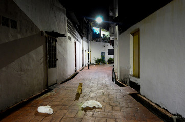 Cats in the street