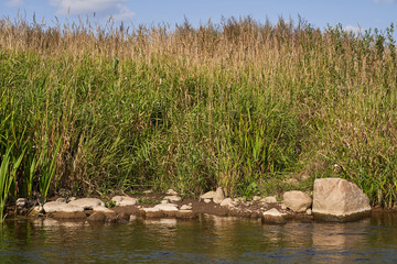 green grass and gray stones on the river Bank