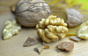 Fresh Walnut autumn time